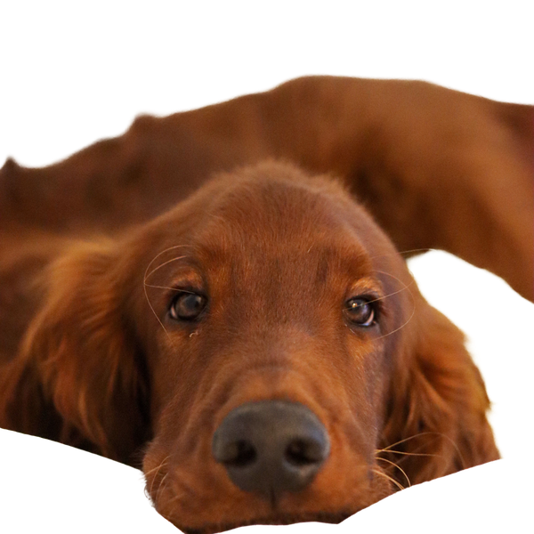 Setter Irlandzki