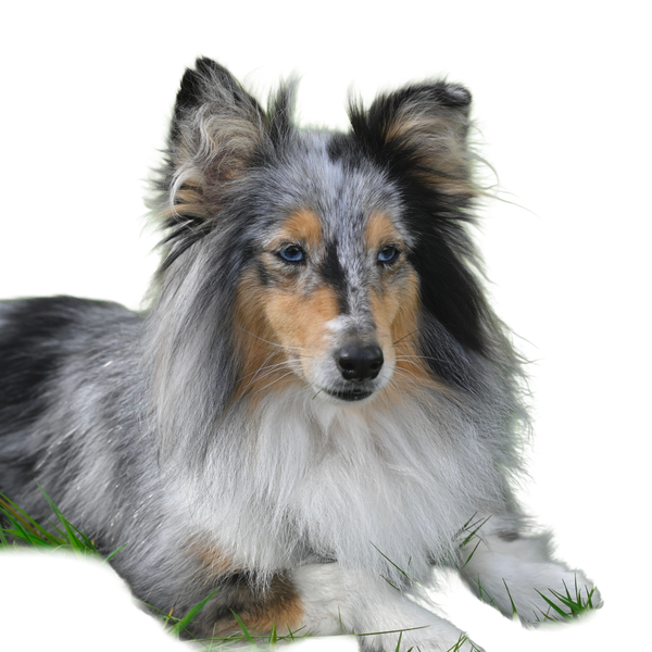 Owczarek Szetlandzki (Sheltie)