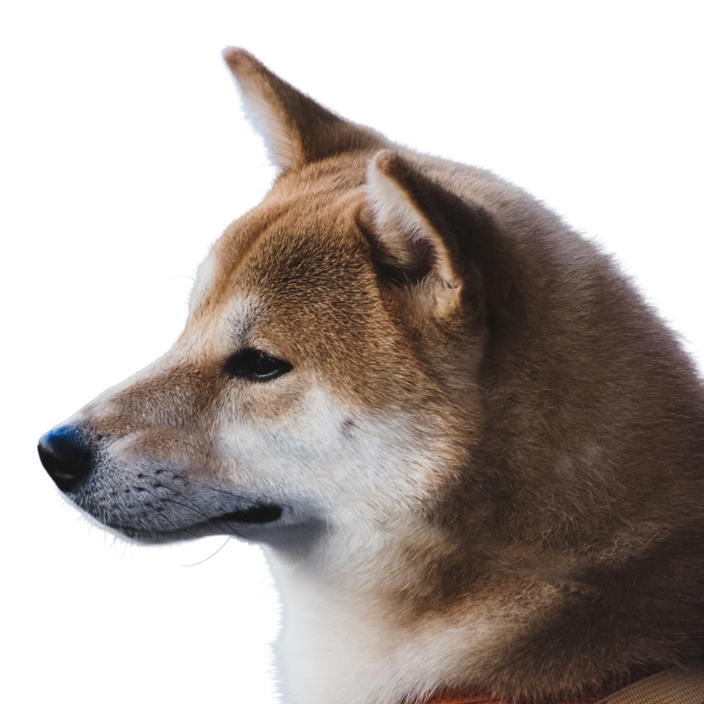 Shiba Inu
