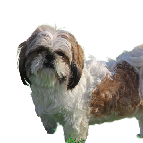 Shih Tzu