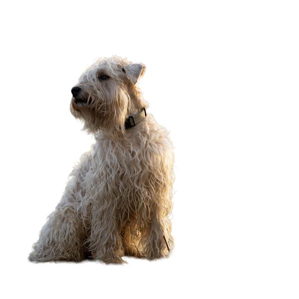 Soft Coated Wheaten Terrier