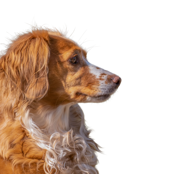 Spaniel Bretoński