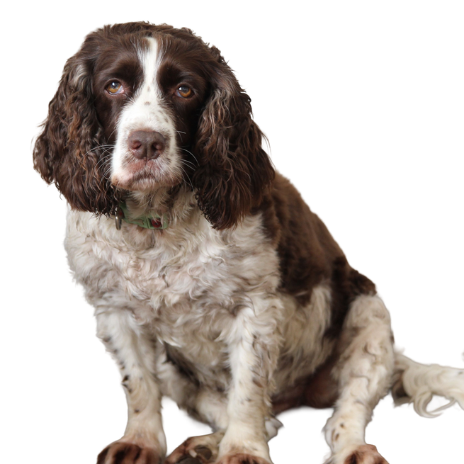 Springer Spaniel Angielski