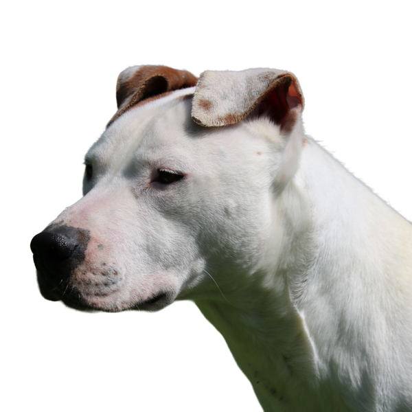 American Staffordshire Terrier