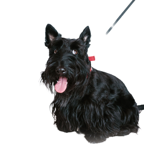 Szkocki Terrier