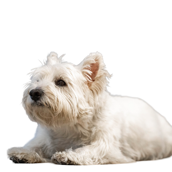 West Highland White Terrier