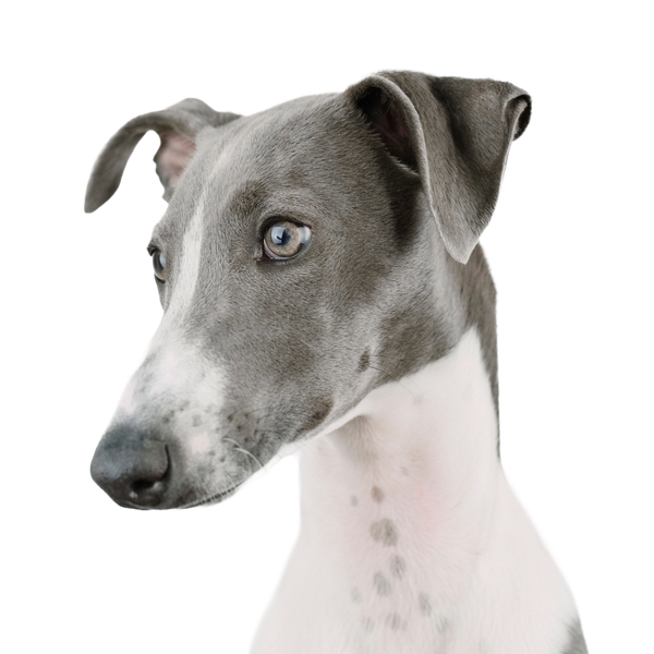 Whippet
