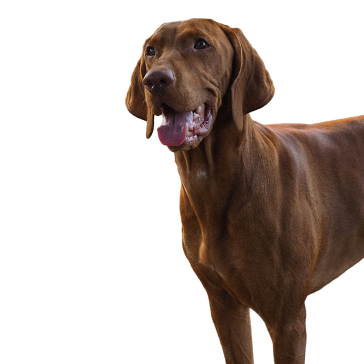 Wyżeł Węgierski / Vizsla