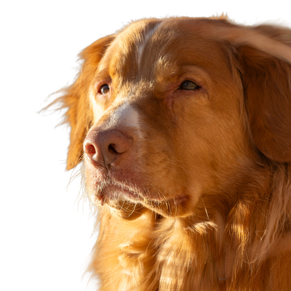 Nova Scotia Duck Tolling Retriever
