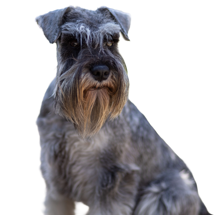 Schnauzer Miniaturowy